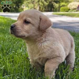 Taylor, Yellow Labrador Retriever Puppy